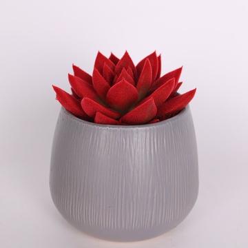 Echiveria flocked red