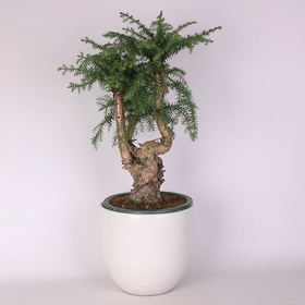 Araucaria (Cunninghamii Bonsai)