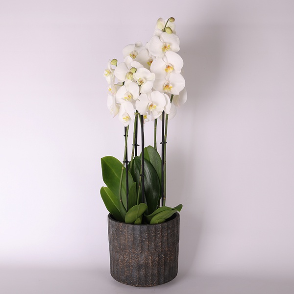 Phalaenopsis mix (Phalaenopsis And. Leeds)