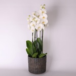 Phalaenopsis mix (Phalaenopsis And. Leeds)