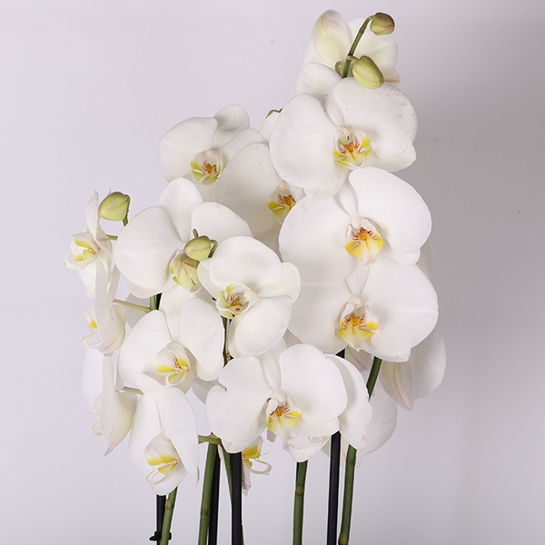 Phalaenopsis mix (Phalaenopsis And. Leeds)