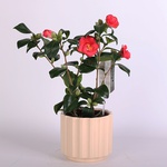 Camellia japonica pink