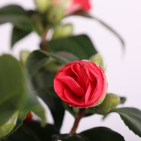 Camellia japonica pink