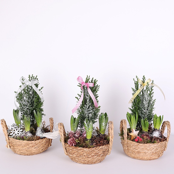 Composition of hyacinths in a basket