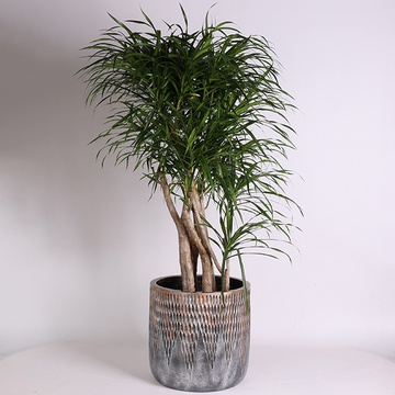 Dracaena variety (fr. Re Anita)