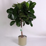 Ficus (Elastica 'robusta') on the stem