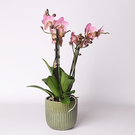 Phalaenopsis (Phalaenopsis Multi. Anthura Treviso)