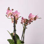 Фаленопсис (Phalaenopsis Multi. Anthura Treviso)