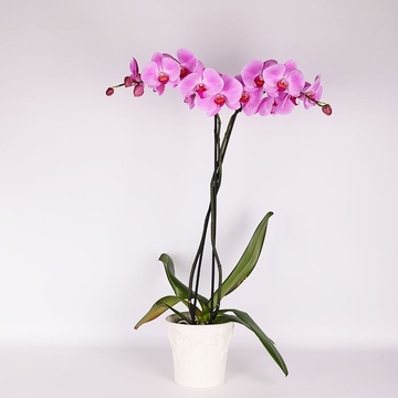 Phalaenopsis royal pink
