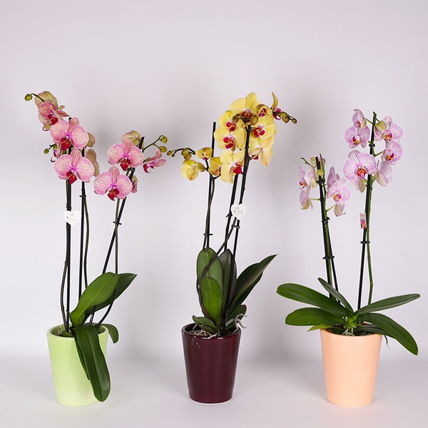 Phalaenopsis mix 3 branches