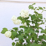 Viburnum