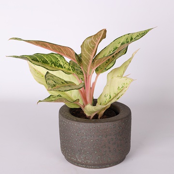 Aglaonema Chartreuse Pretty