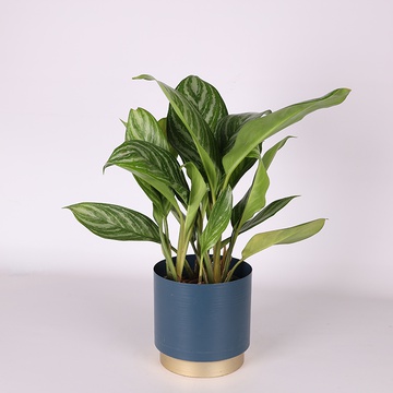 Aglaonema