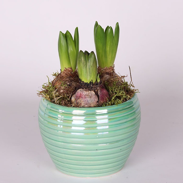 Hyacinths in pot