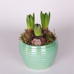 Hyacinths in pot