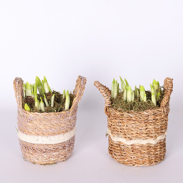 Composition of daffodils in a basket