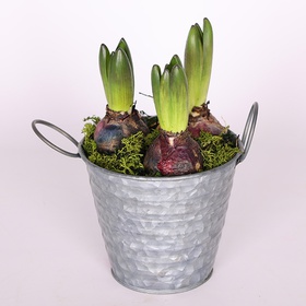 Hyacinths in a bucket