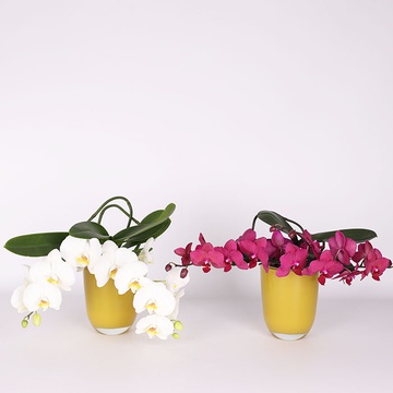 Фаленопсіс (Phalaenopsis Table)