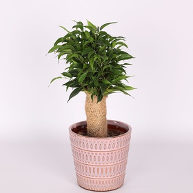 Фикус (Ficus Benja. 'natasja')