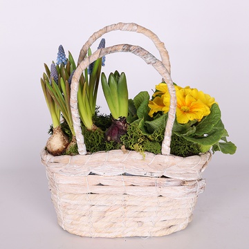 Mix of primroses in a basket