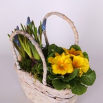 Mix of primroses in a basket