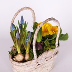 Mix of primroses in a basket