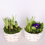 Mix of primroses in a wicker basket