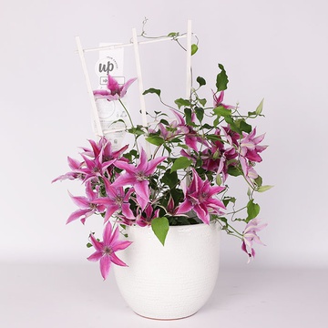 Clematis mix