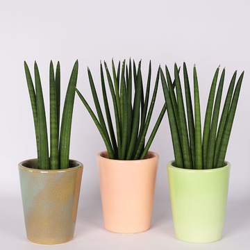 Sansevieria