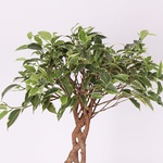 Ficus (Fic Be Bushy King)