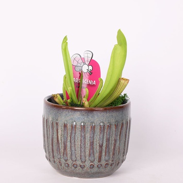 Sarracenia