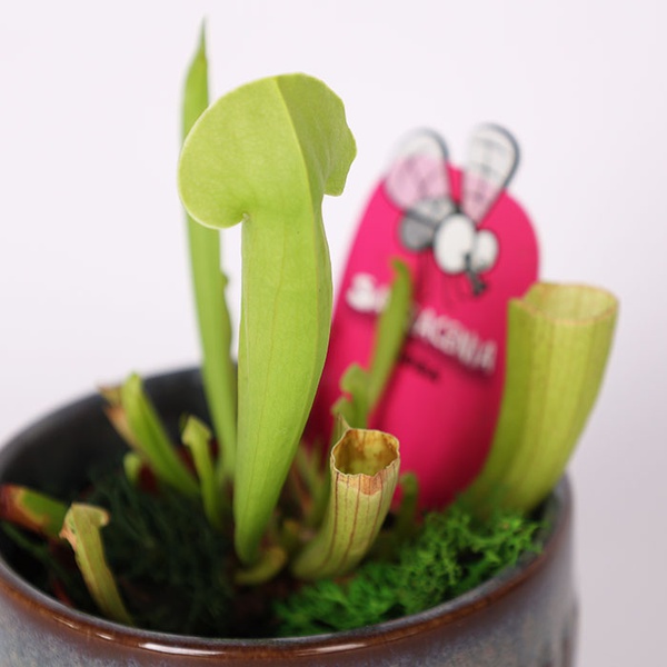 Sarracenia