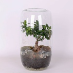 Terrarium composition