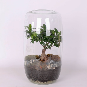 Terrarium composition