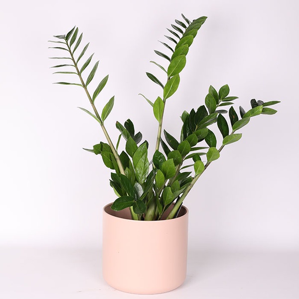 Zamioculcas, M