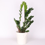 Zamioculcas, S