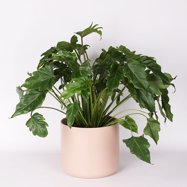 Philodendron Xanadu