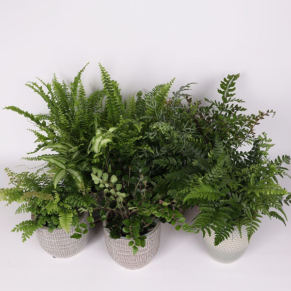 Папоротник "Ferns mixed"