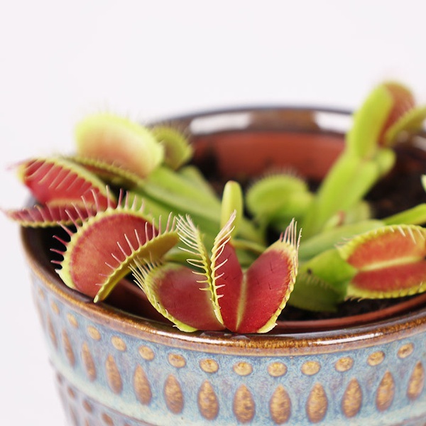 Venus flytrap