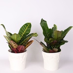 Codieum mix (plant size 13cm*45cm)