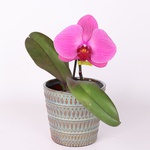 Орхидея фаленопсис цветок микс