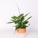 Spathiphyllum plant, size XS