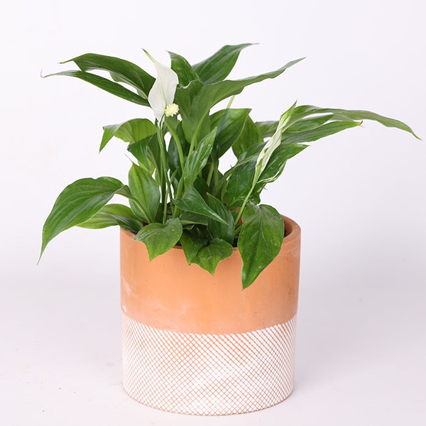 Spathiphyllum plant, size S