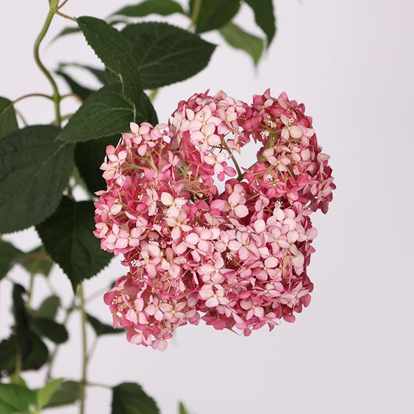 Hydrangea Mix size S