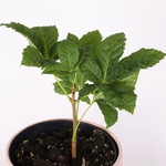 Chestnut seedling