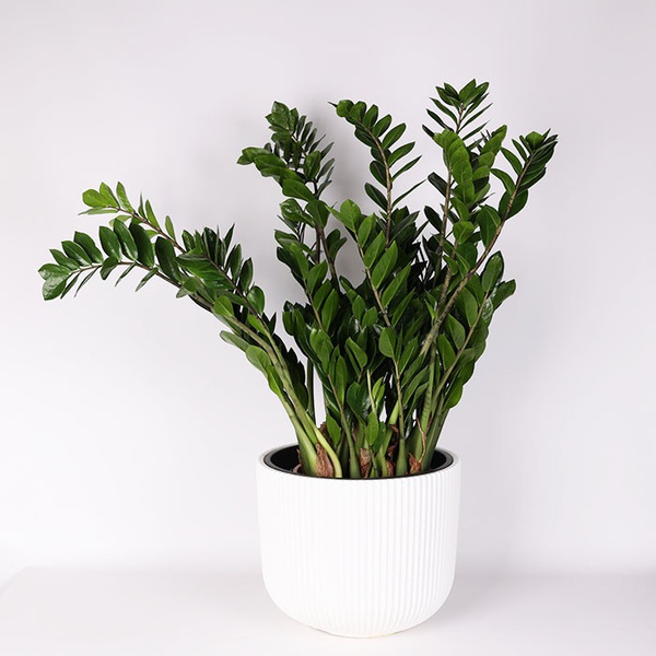 Zamioculcas XL