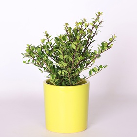 Илекс Crenata Dark Green