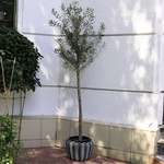 Olive Tree L