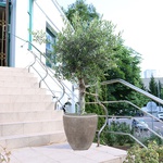 Olive Tree XL