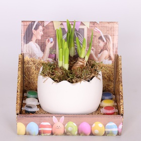Arrangement of daffodils in a flowerpot